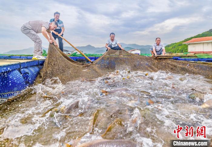 村民在漁排收獲紅鼓魚。(資料圖) 李郁 攝