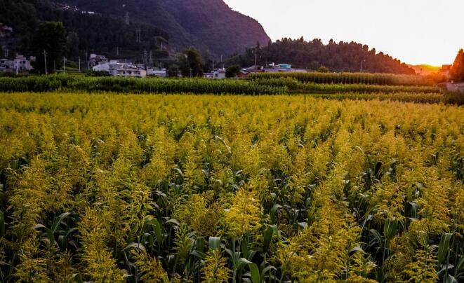 打造鄉(xiāng)村振興齊魯樣板 《對(duì)話》特別節(jié)目齊探山東密碼 打造鄉(xiāng)村振興齊魯樣板 《對(duì)話》特別節(jié)目齊探山東密碼
